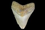 Fossil Megalodon Tooth - North Carolina #124912-1